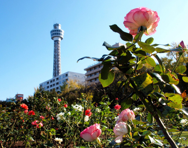 山下公園・マリンタワー「天高く輝け」